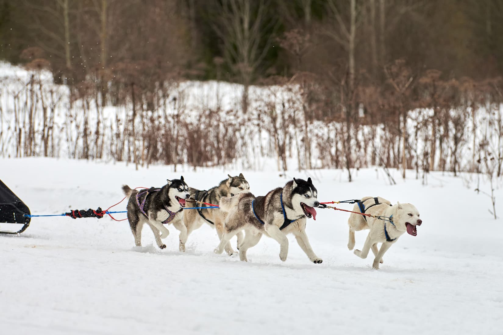 Winter Sports to Enjoy in Andorra from the Sport Hotel Hermitage & Spa